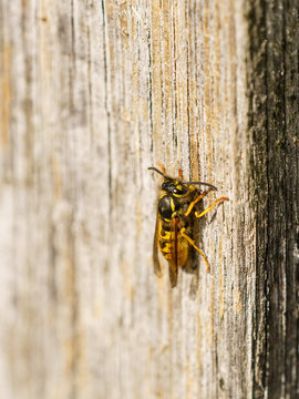 Common Wasp (Vespula Vulgaris), Taken In The UK