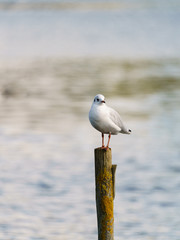 Black-headed Gull (Chroicocephalus ridibundus), taken in UK