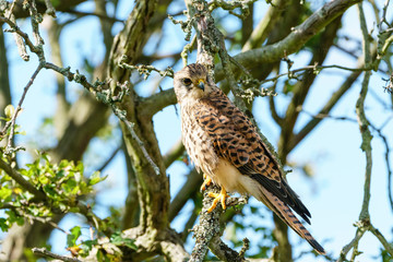 Common Kestrel (Falco tinnunculus) perhced low in a tree, taken in London, England