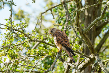 Common Kestrel (Falco tinnunculus) perhced low in a tree, taken in London, England