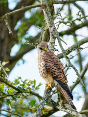 Common Kestrel (Falco tinnunculus) perhced low in a tree, taken in London, England