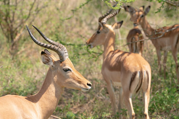 Naklejka na ściany i meble Impala bulls (Aepyceros melampus), taken in South Africa