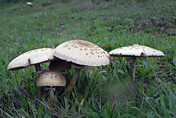 mushroom at forest