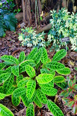 Green leaf with white stripes of Calathea Louisae tropical