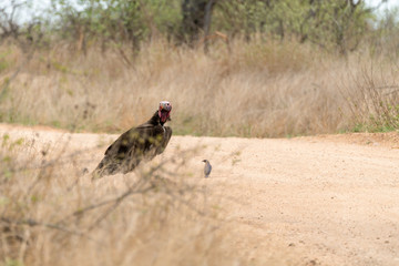Lappet-Faced Vulture (Torgos tracheliotus) on a dirt road, taken in South Africa