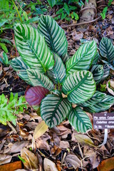 Green leaf with white stripes of Calathea Louisae tropical