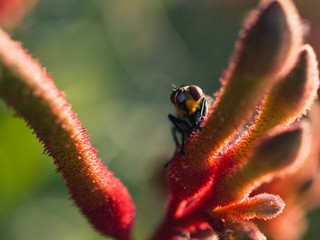 Fly on kangaroo paw flower