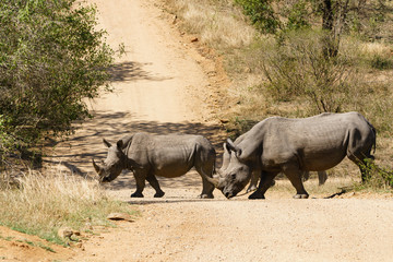 Obraz premium White Rhinoceros (Ceratotherium simum) crossing dirt road