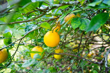 Orange hanging on a branch with green leaf as background