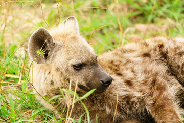 Spotted Hyena (Crocuta crocuta) juvenile resting, taken in South Africa