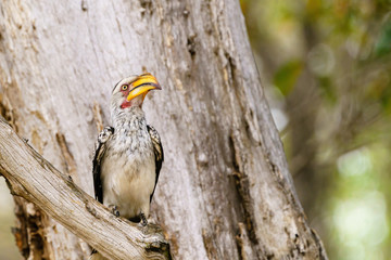 Southern Yellow-Billed Hornbill (Tockus leucomelas)