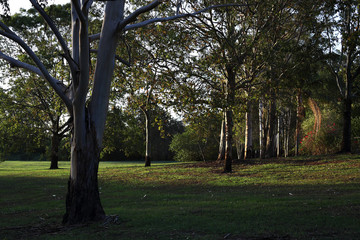Fototapeta na wymiar Gum trees in a park 