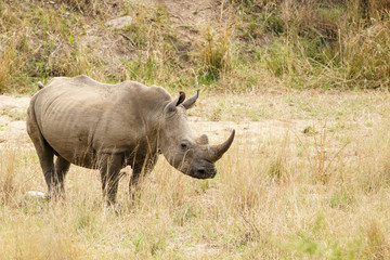 Fototapeta premium White Rhinoceros (Ceratotherium simum) in Kruger Park, South Africa