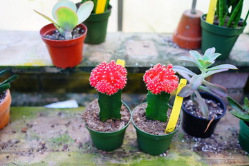 Beautiful cactus in a pot in a garden