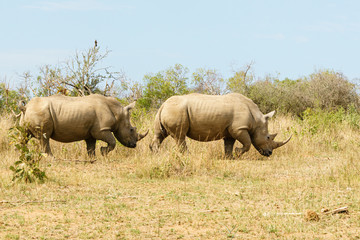 White Rhinoceros (Ceratotherium simum) pair wandering through open bush in Kruger Park