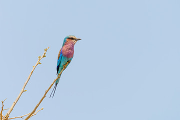 Lilac-Breasted Roller (Coracias caudatus) in South Africa