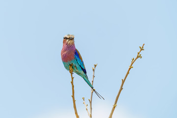 Fototapeta premium Lilac-Breasted Roller (Coracias caudatus) perched on a small branch