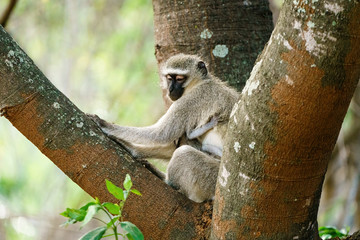 Vervet Monkey (Chlorocebus aethiops) with baby, sitting in a tree, taken in South Africa