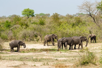 Fototapeta premium African Elephant (Loxodonta africana) family at a watering hole in Kruger Park
