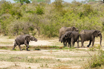 African Elephant (Loxodonta africana) family at a watering hole in Kruger Park