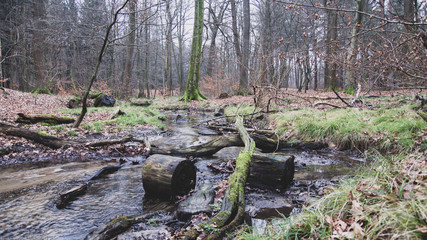 Fototapeta premium Matschiger Bachlauf mit Holzscheiten im Wald im Winter ohne Schnee