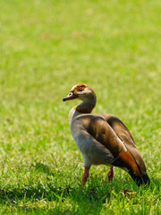 Egyptian goose (Alopochen aegyptiacus), taken in South Africa