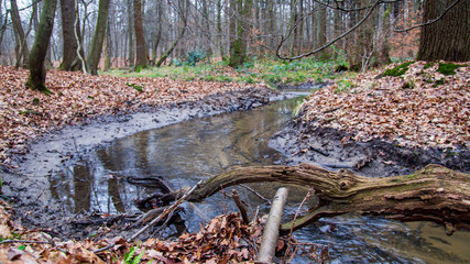 Matschiger Bachlauf im Wald im Winter ohne Schnee