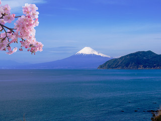 西伊豆から見た富士山と桜