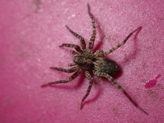 spider on a background