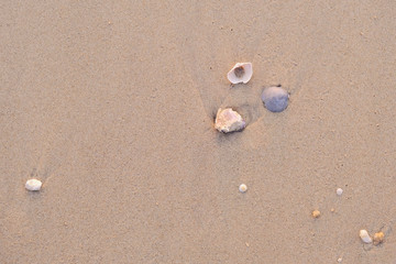 Fototapeta na wymiar Small Seashells in the Sand on a Beach