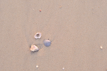 Small Seashells in the Sand on a Beach