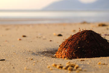 Coconut in the Sand on a Beach