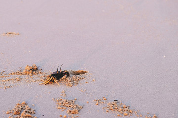 Small Crab in the Sand at a Beach