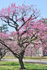 京都御苑の梅