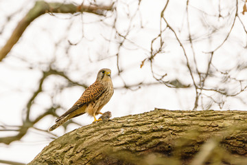 Common Kestrel (Falco tinnunculus) with caught vole, taken in England
