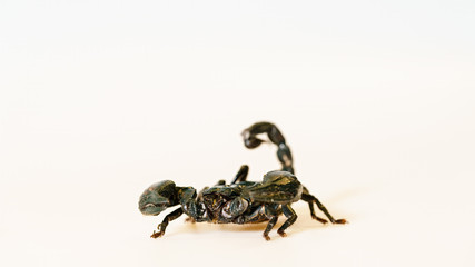Emperor scorpion (Pandinus imperator) close-up