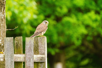 Common Kestrel (Falco tinnunculus) perched on a fence, in London