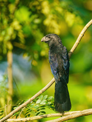 Portrait of Smooth-billed Ani (Crotophaga ani) perched on a tree branch, taken in  Costa Rica