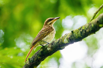 Grey-streaked Flycatcher (Muscicapa griseisticta) taken in Costa Rica