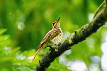 Grey-streaked Flycatcher (Muscicapa griseisticta) taken in Costa Rica