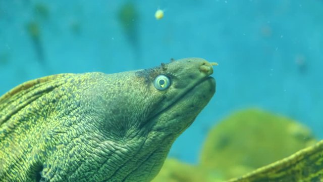 Large moray eel in the aquarium. PorRes 422 10 Bit mov.