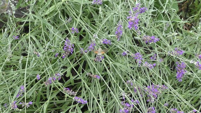 Sfinge del Galio su pianta di lavanda