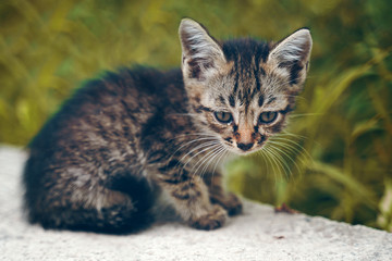 Naklejka na ściany i meble The stray kitten. Gray tabby stray kitten with big green eyes on the street.