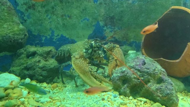 Close up view of alive lobster in aquarium. ProRes 422 10 Bit mov.