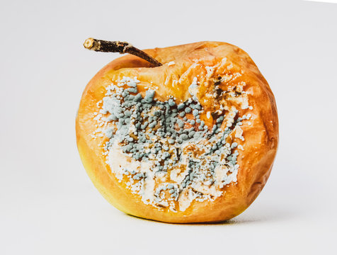 A rotten apple covered with mold.