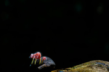 Colorful fungi captured in nature in shallow depth of field