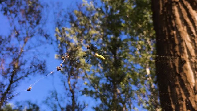 Joro Spider Crawling Over Its Web In A Forest
