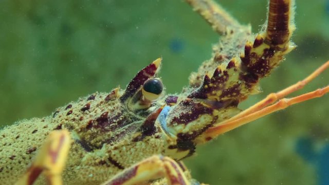 Close up view of alive lobster in aquarium. ProRes 422 10 Bit mov.