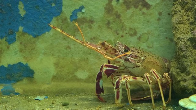 Close up view of alive lobster in aquarium. ProRes 422 10 Bit mov.