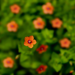 Scarlet pimpernel, Anagallis arvensis, selective focus on one flower, background and copy space